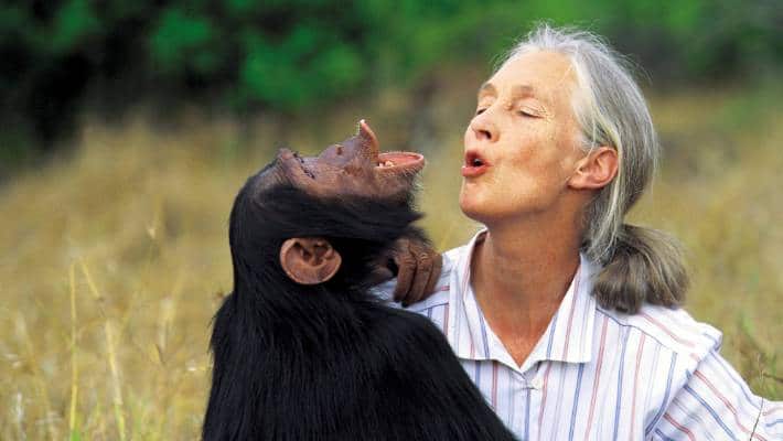 jane goodall with chimpanzee